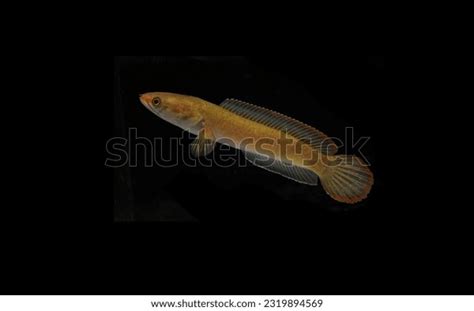 Freshwater Fish Channa Orientalis Ceylon Snakehead Stock Photo ...