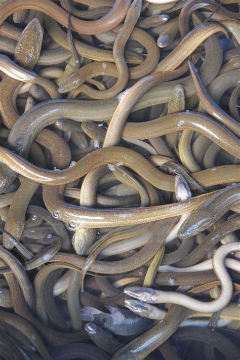 Mysterious Eels' Mating Migration Tracked | Live Science