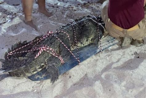 Capturan A Cocodrilo De Casi Metros En Playa De Bucer As