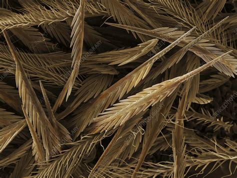 Urticating Hairs Of A Tarantula Stock Image C0146563 Science