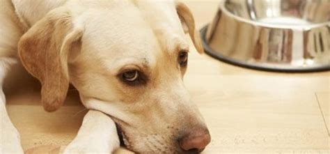 Perte Dappétit Chez Le Chien Pourquoi Boude T Il Sa Gamelle