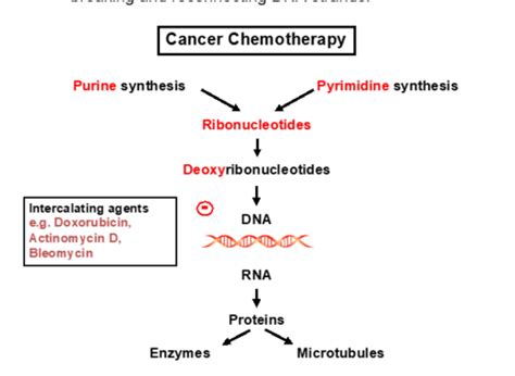 Anthracycline based drugs - chemotherapy Flashcards | Quizlet