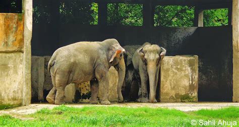 Pixelated Memories: Alipore Zoo, Calcutta