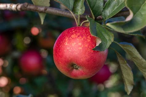 Crecimiento en la producción nacional de manzanas del ciclo agrícola