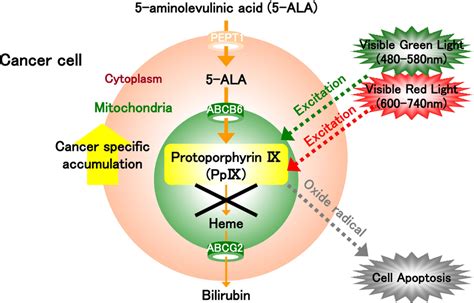 mechanism  photodynamic therapy pdt protoporphyrin ix ppix