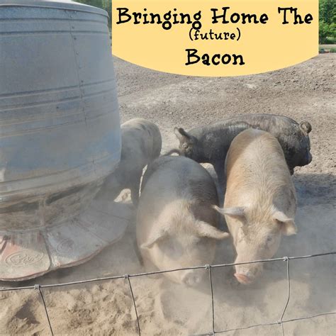 Bringing Home The Future Bacon The Misadventures Of A Homesteadin