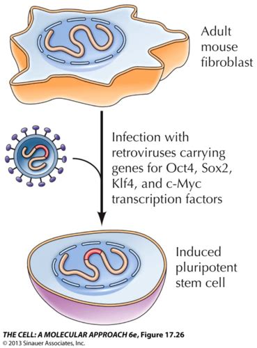 Developmental Biology Stem Cells Flashcards Quizlet