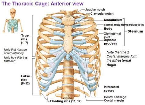 apotelesma eikonas gia sternum  ray profile human ribs rib cage