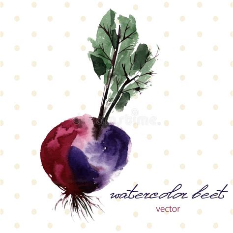 Hand Drawn Beet Watercolor Paint Colorful Stock Vector Illustration