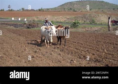 Indian Farmer Ploughing With Bull At His Field Maharashtra India