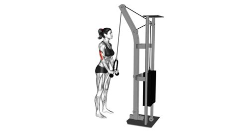 Cable Triceps Pushdown Single Arm Rope Attachment Video Guide And Tips