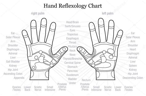 Hand Reflexology Chart Description Outline Stock Vector By ©furian 59591853