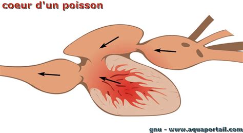 Bulbe Cardiaque D Finition Et Explications