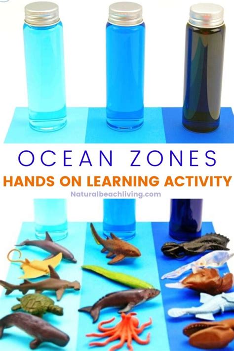 Ocean Zones for Kids and Ocean Activities - Natural Beach Living