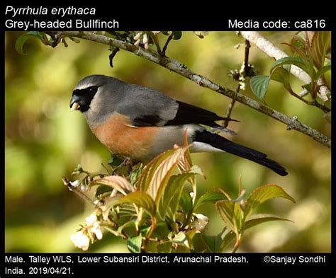 Pyrrhula Erythaca Blyth 1862 Grey Headed Bullfinch Birds