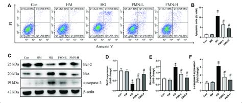 Fmn Reduced The Apoptosis Of Hk 2 Cells Under Hg Exposure A B Download Scientific Diagram