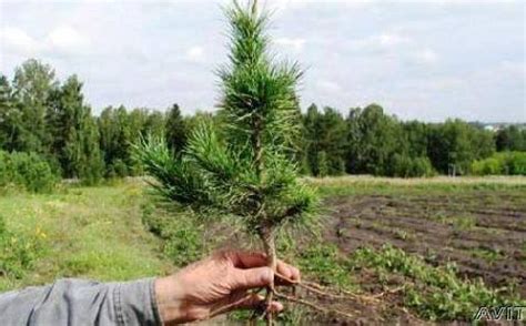 GROWING CONIFERS | The Earth Hectare Grid