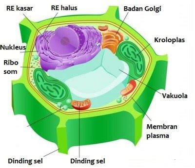 Struktur Dan Fungsi Dinding Sel Tumbuhan EDUBIO