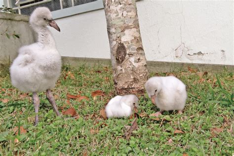 Zoológico Apresenta Novos Filhotes De Espécies Raras E Em Extinção