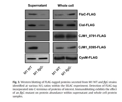 Western Blotting Of Flag Tagged Proteins Secreted From M Wt And Flgg