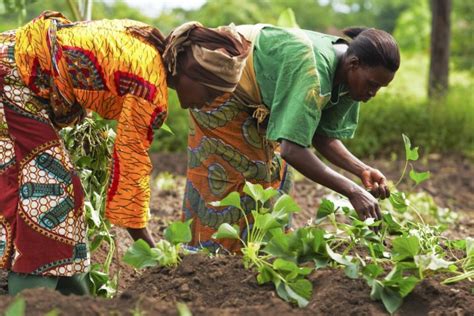 De La Nécessaire Reconnaissance Des Femmes Entrepreneures Agricoles En Afrique Palmafrique