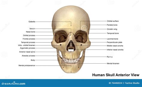 Fetal Skull Dimensions. Superior View And Lateral View Of The Fetal Skull Showing The Sutures ...