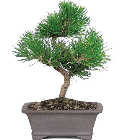 Japanese Black Pine Bonsai Tree