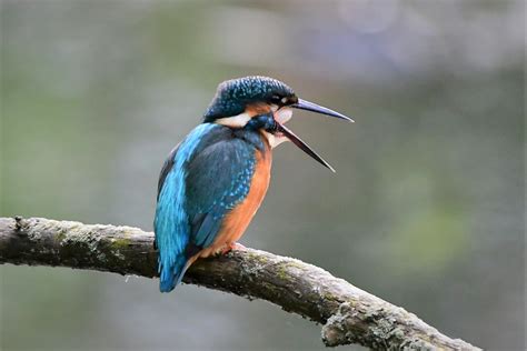 Kingfisher Ejecting A Pellet Pennington Ramsdale Dave Harrison