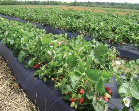 STRAWBERRY CROP CULTIVATION - LeafConAgro