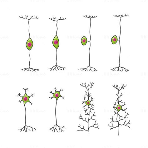 Neurons Vector Scientific Illustration