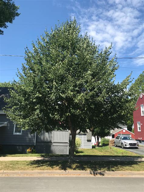 The Basswood — Halifax Tree Project