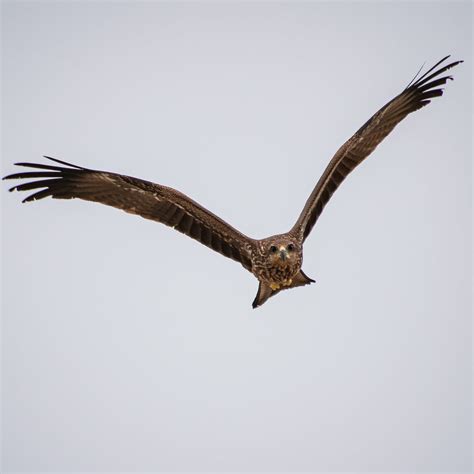 Falcon in Flight · Free Stock Photo