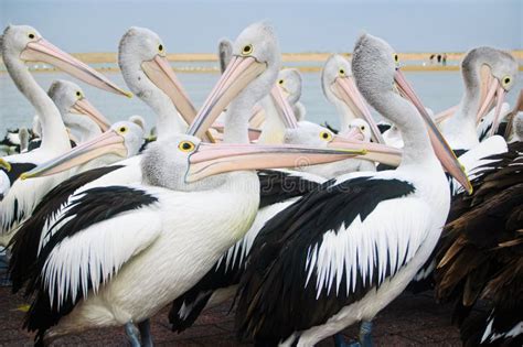 Australian pelicans stock photo. Image of conspicillatus - 15547194