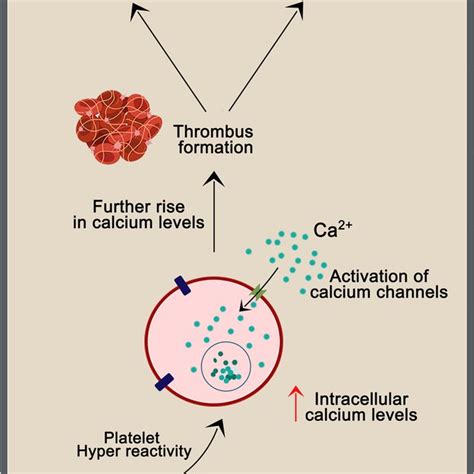 Schematic Representation Of Tmao Synthesis Metabolism And Excretion