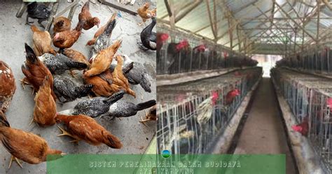 Sistem Pemeliharaan Dalam Budidaya Ayam Kampung Agribisnis Agrokompleks