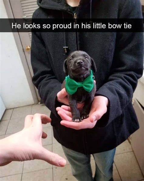 cutesypooh baby animals funny funny dog memes funny animal memes