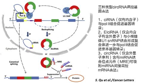 搞懂环状rna（circrna），看这篇就够了