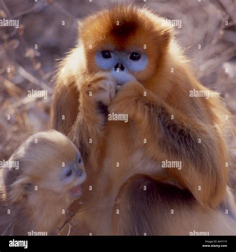 Mother Baby Golden Snub Nosed Monkey Stock Photo Alamy