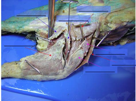 Mink Hindlimb Lateral Superficial Muscles Diagram Quizlet