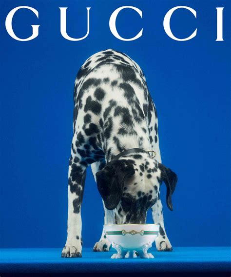 Introducing The Gucci Pet Collection For The Most Glamorous Pets