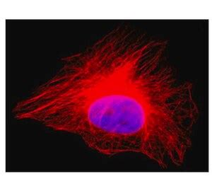 Fitc Clone Dm A Purified From Hybridoma Cell