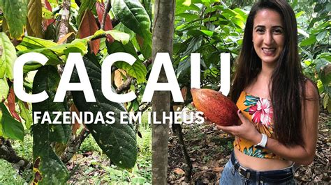 O Preço Do Cacau Hoje Em Ilhéus - Roteiro por uma fazenda de cacau em Ilhéus, da fruta ao chocolate!