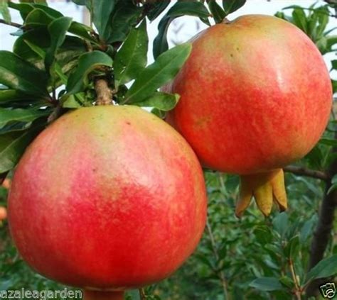 M Tech Gardens Turkey Giant Pomegranate Fruit Seeds Punica Granatum