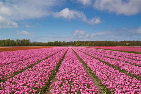 Where Are The Tulip Fields In The Netherlands? - Made For Travellers