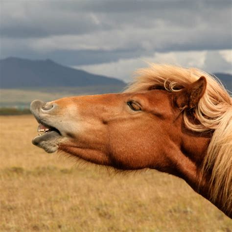 horse-lips1920 - Baldivis Vet Hospital