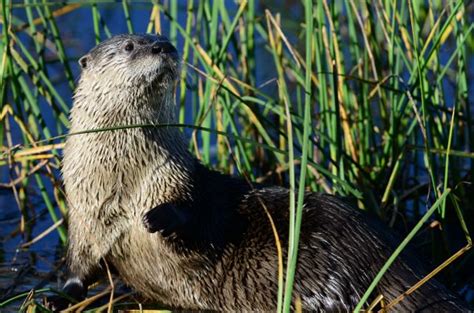 Three Animals You Can Save By Protecting the Colorado River - Western ...