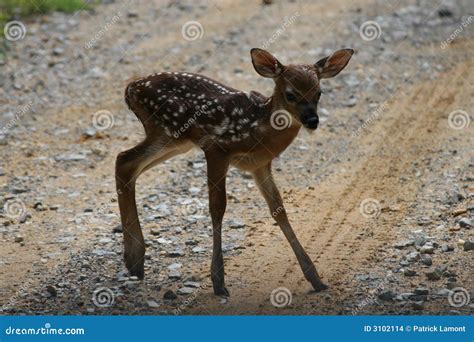 Whitetail deer fawn stock photo. Image of ears, virginianus - 3102114