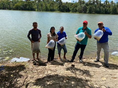 Munic Pio De Gua Branca Recebe Mil Alevinos Para Fortalecer Pesca