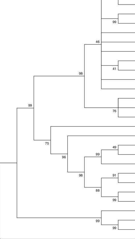 Phylogenetic Relationships Based On Its Region Of Tick Strains