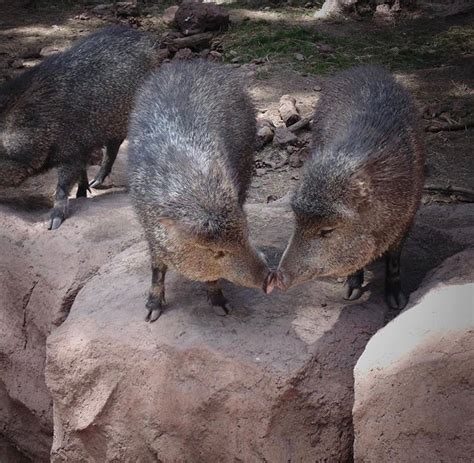 Javelina Bearizona